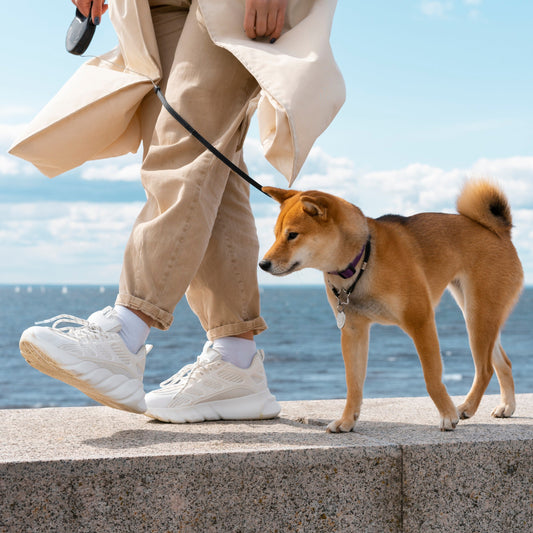 "Pet GPS Trackers : What Every Owner Needs to Know"